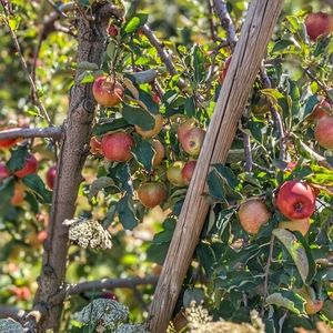 Meet your Posher, Sandy